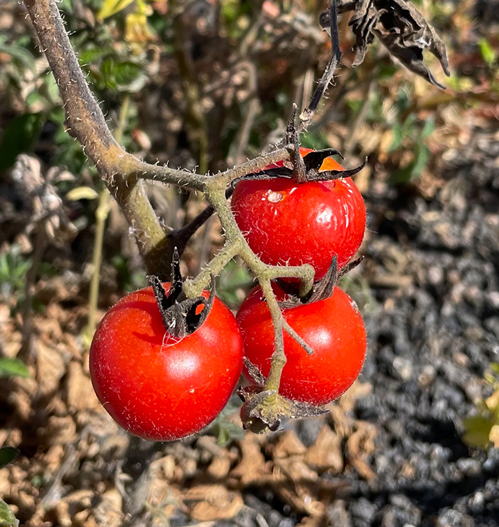 Wilde Tomaten