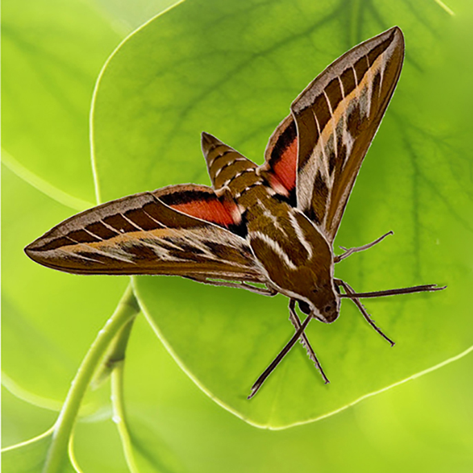 Mariposa nocturna, Hyles livornica